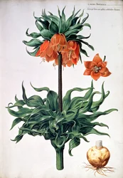 Fritillaria imperialis, ca. 1630